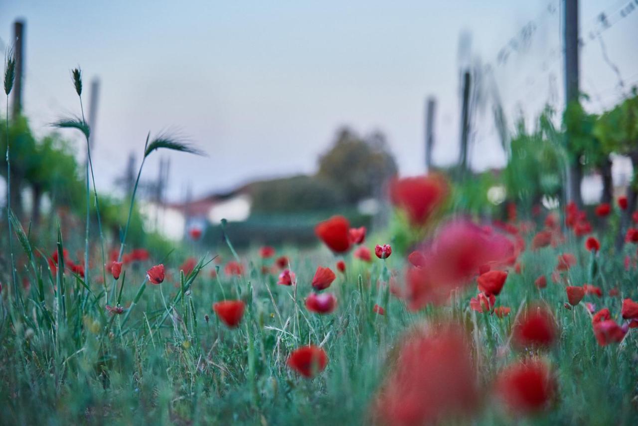 Agriturismo Tesorino Massa Marittima Kültér fotó